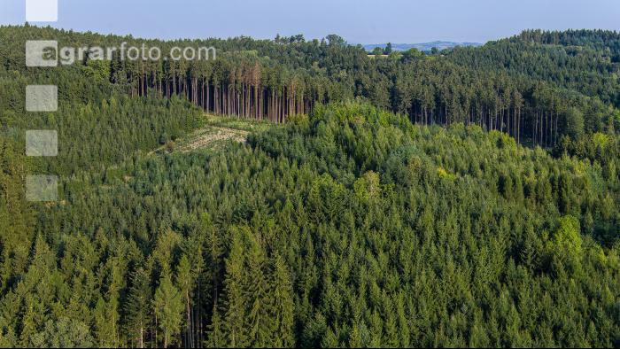 Aufforstung nach Käfer 2