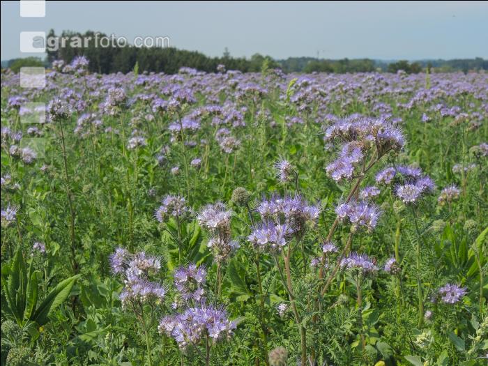 Phacelia Blüte 13