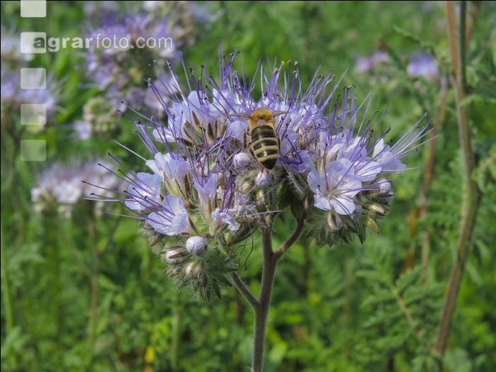 Phacelia Blüte 11