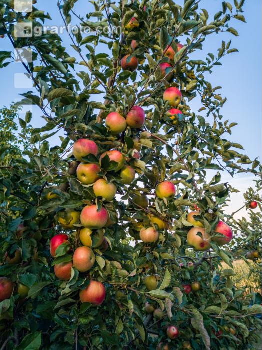 Äpfel im Hausgarten 4