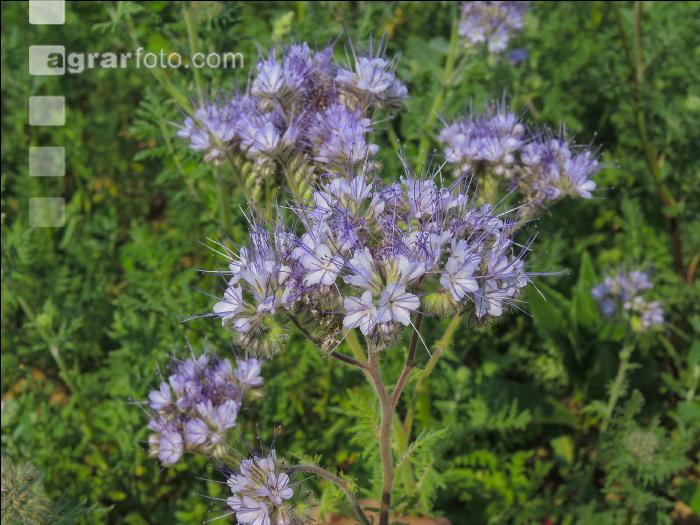 Phacelia Blüte 24