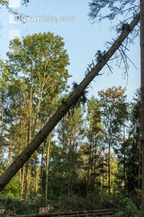 Käferholz aufarbeiten 81