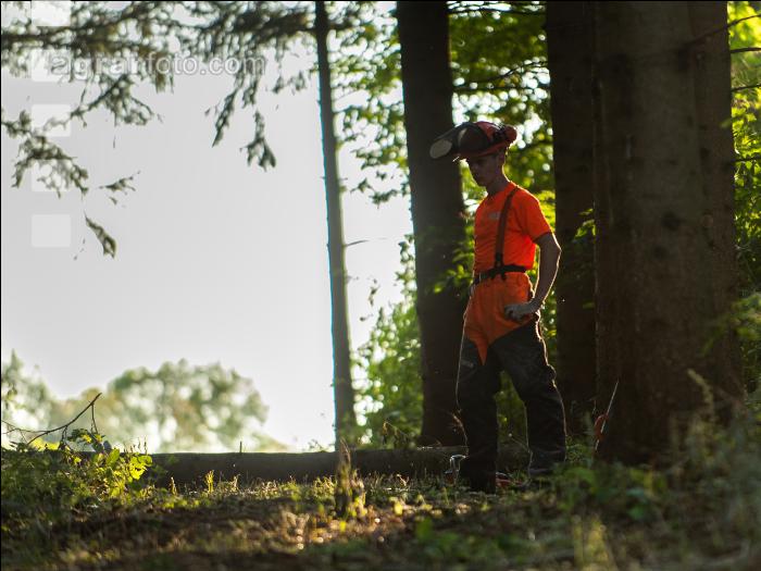 Käferholz aufarbeiten 60
