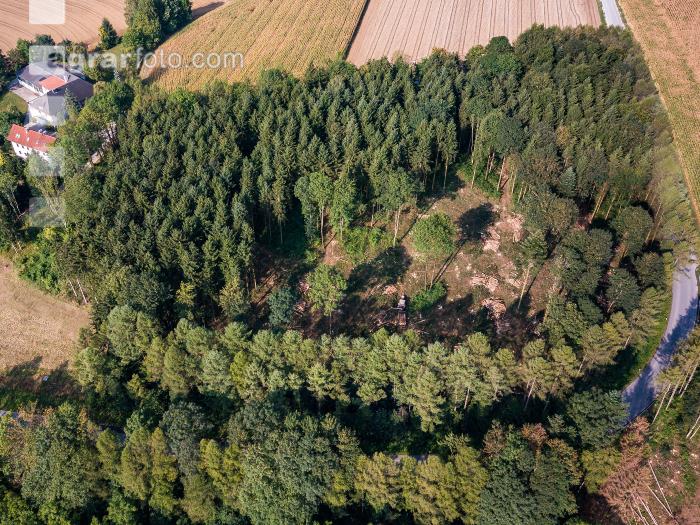 Käferholz aufarbeiten 36