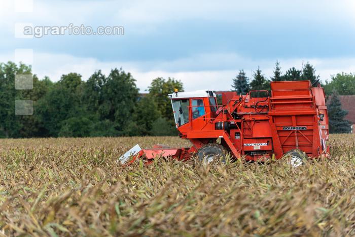 Maisvermehrung Ernte 26