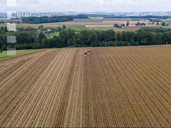 Maisvermehrung Ernte 17