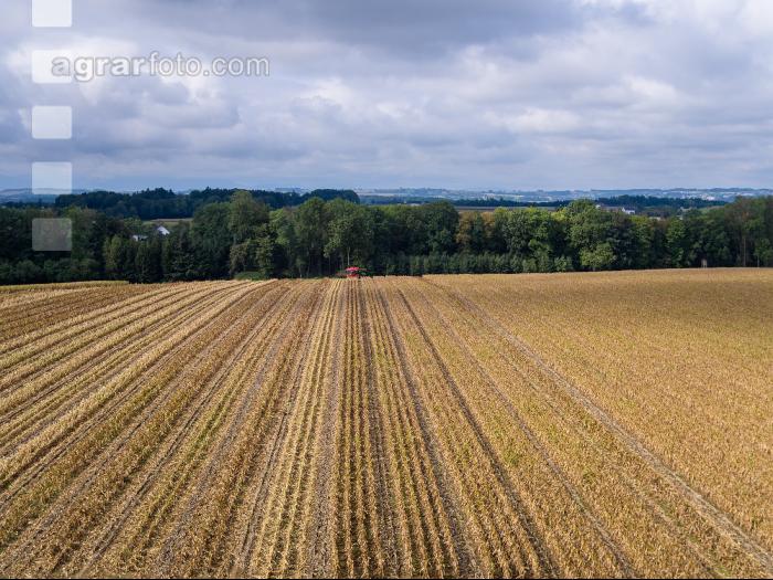 Maisvermehrung Ernte 8