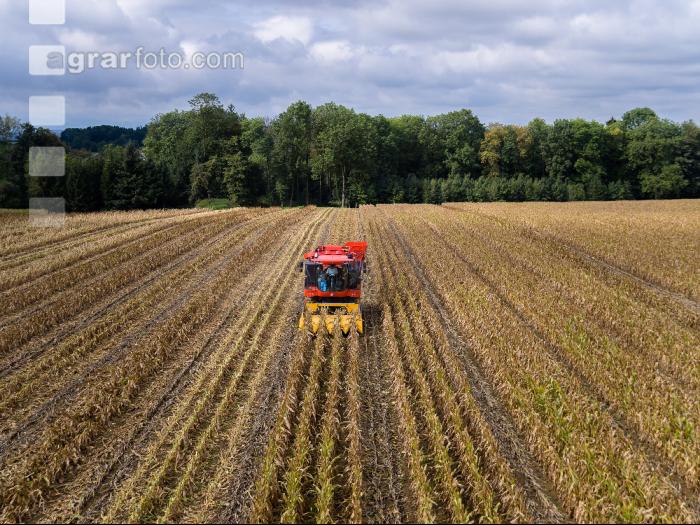 Maisvermehrung Ernte 5