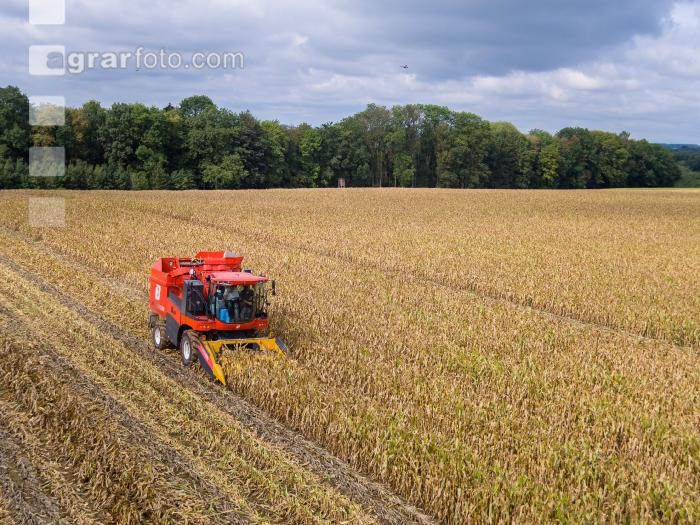 Maisvermehrung Ernte 4