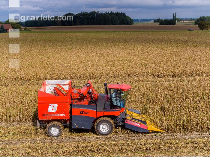 Maisvermehrung Ernte 1