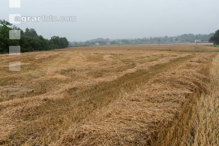 Regen in der Erntezeit 1