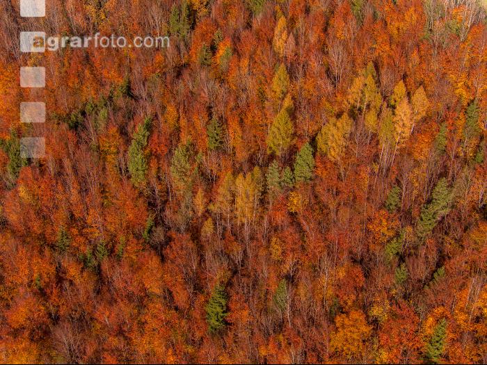 Herbstliche Verfärbungen 2
