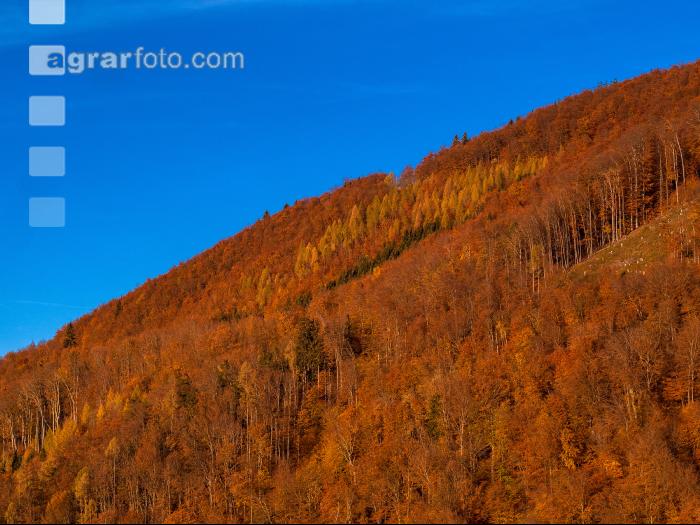 Herbstliche Verfärbungen 1