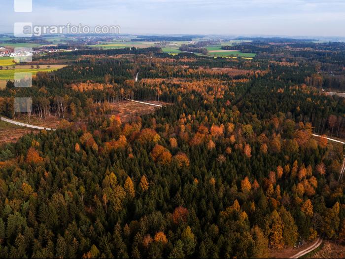 Gemischter Nadelwald 3