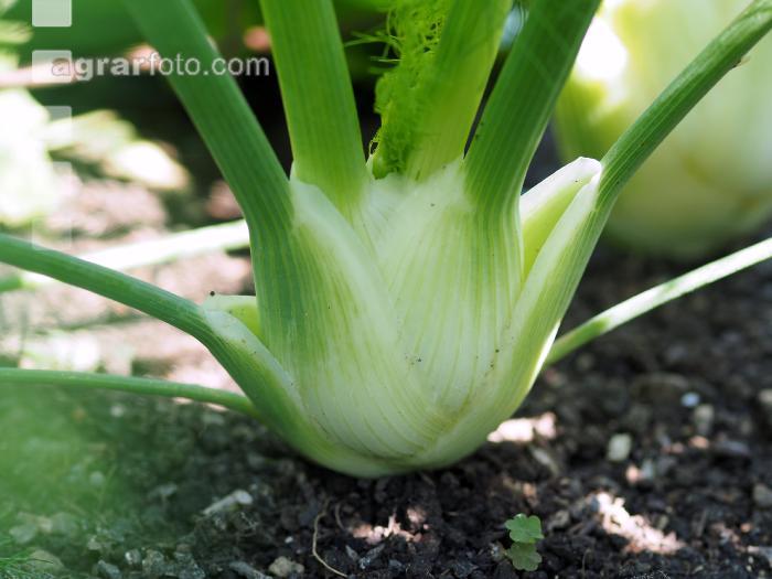 Knollenfenchel 3
