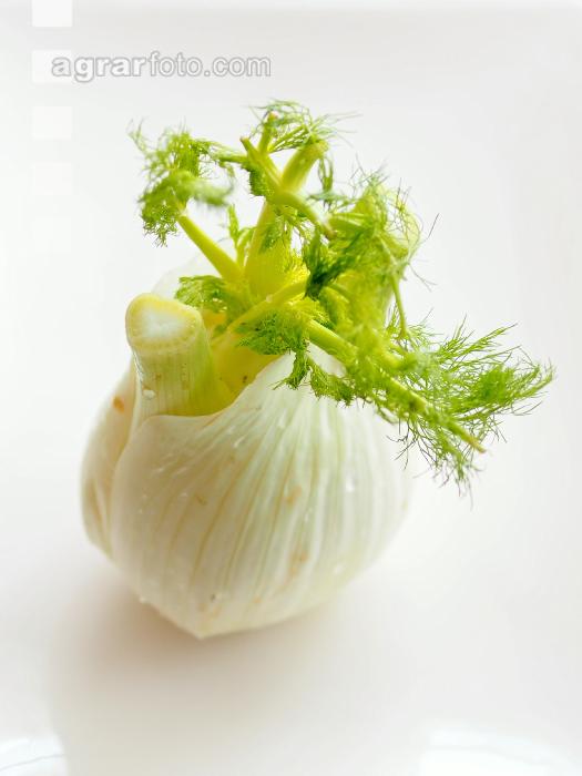 Knollenfenchel 6