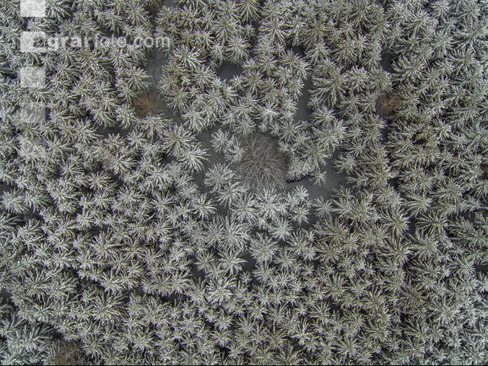 Fichten Frost