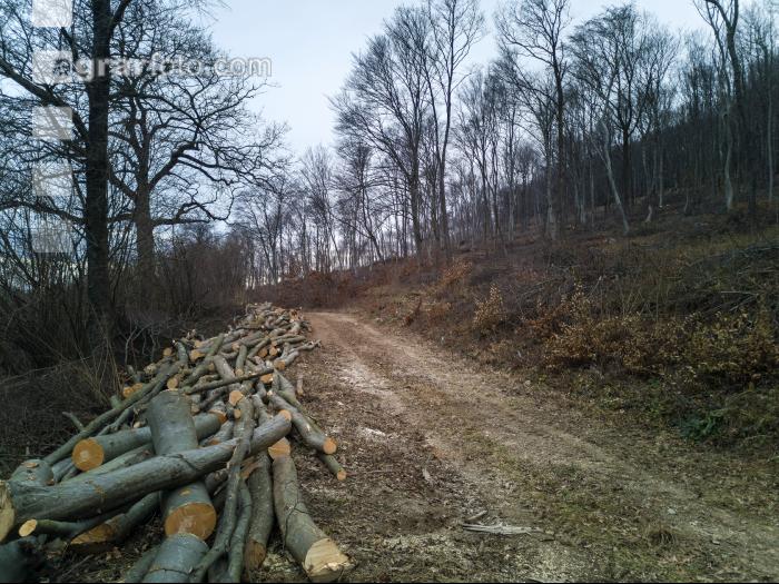 Holz aus Niederwald 7