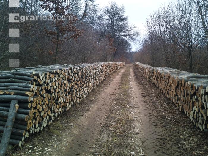 Holz aus Niederwald 4