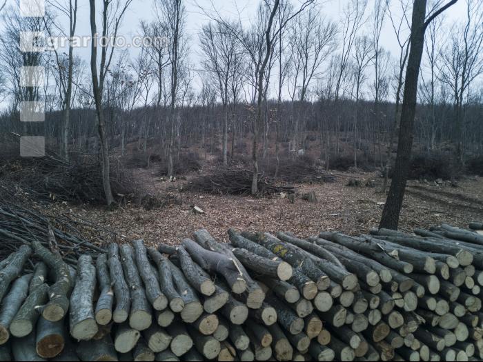 Holz aus Niederwald 3
