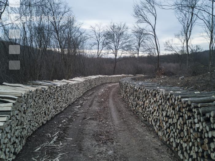 Holz aus Niederwald 2
