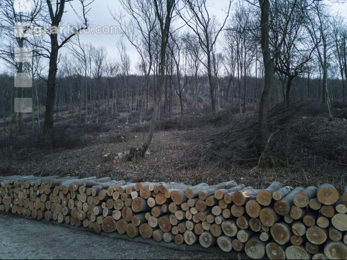 Holz aus Niederwald 1