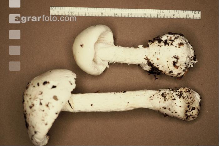 Knollenbl. Pilz 6