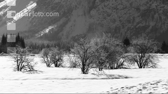 Almsee Eis und Schnee 26