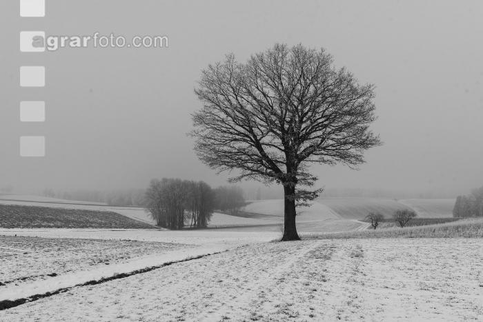 Eiche in Schnee und Nebel 3
