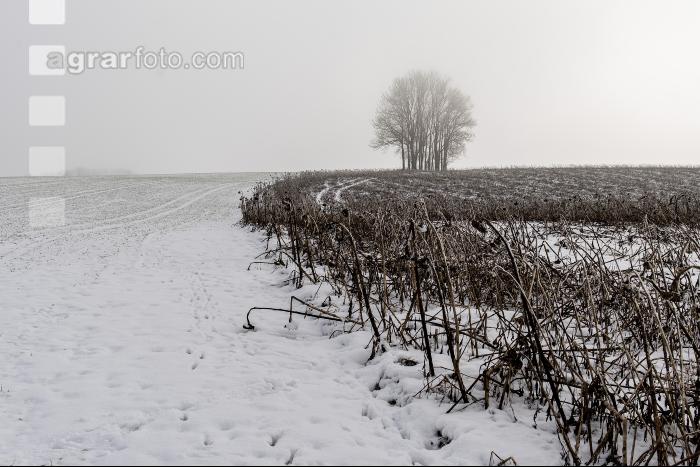 Abgefrostete Zwischenfrucht 9
