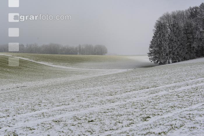 Gerste Schnee Februar 5