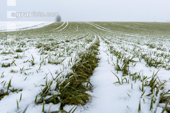 Gerste Schnee Februar 4