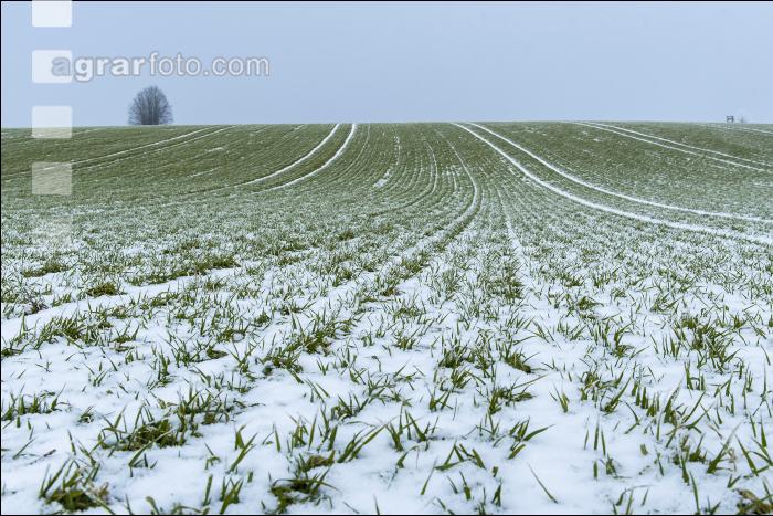 Gerste Schnee Februar 3
