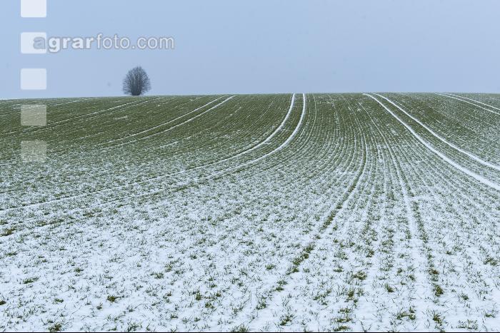 Gerste Schnee Februar 2