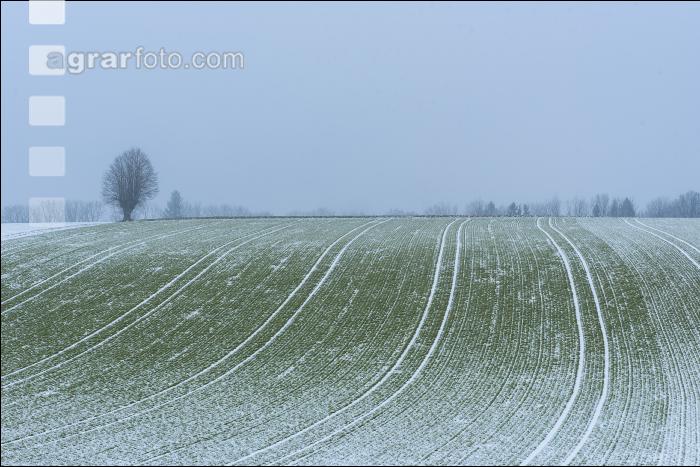 Gerste Schnee Februar 1