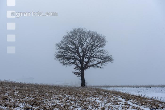 Eiche in Schnee und Nebel 2
