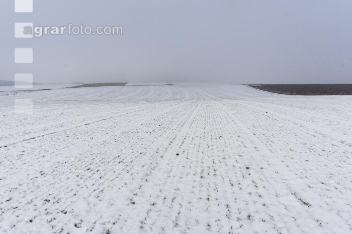 Weizen Schnee Februar 4