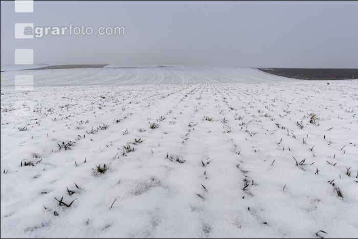 Weizen Schnee Februar 3