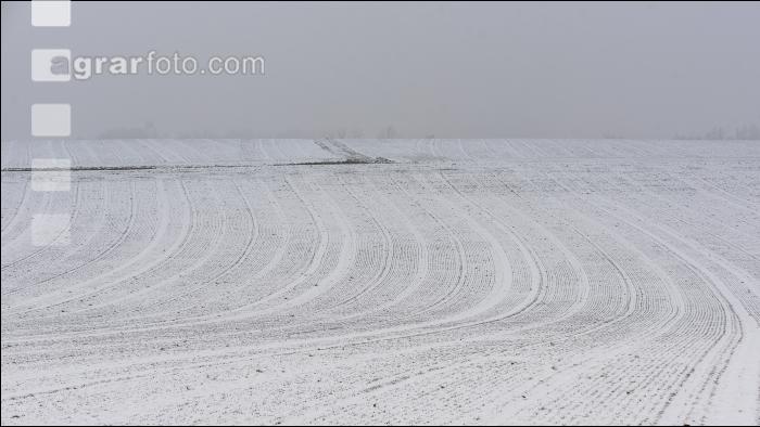 Weizen Schnee Februar 2