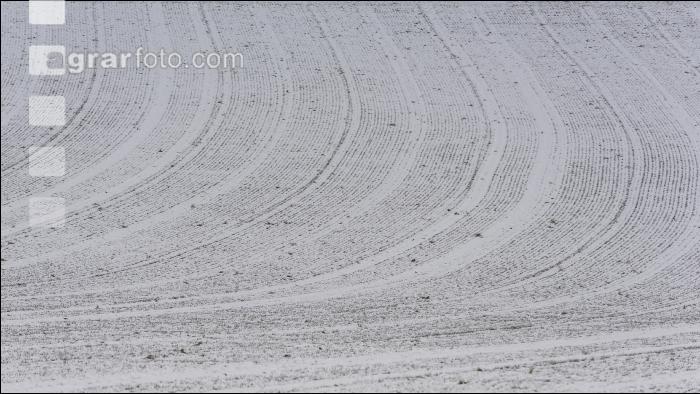 Weizen Schnee Februar 1
