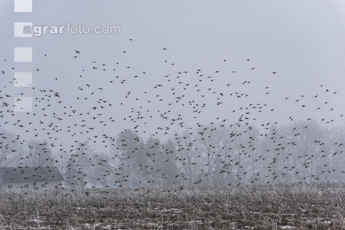 Vogelschwarm im Winter 4
