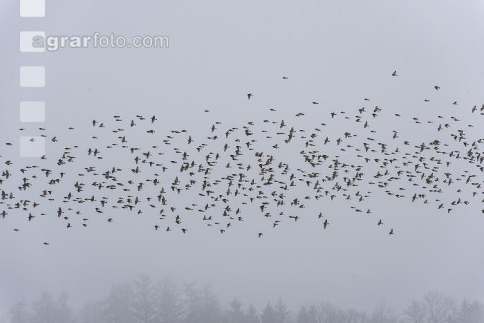 Vogelschwarm im Winter 2