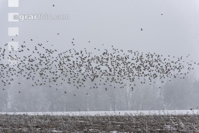 Vogelschwarm im Winter 1