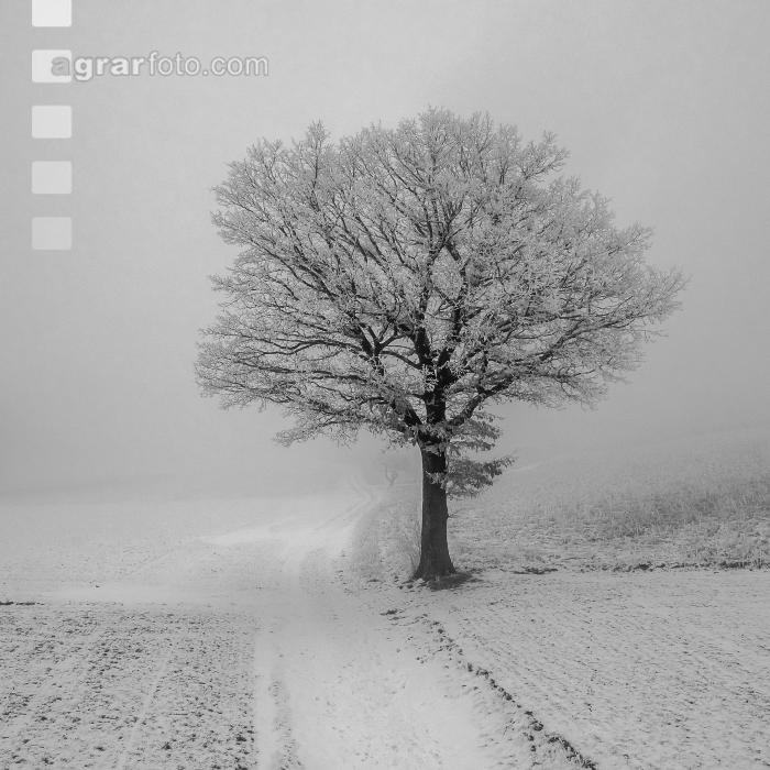 Eiche in Schnee und Nebel 1