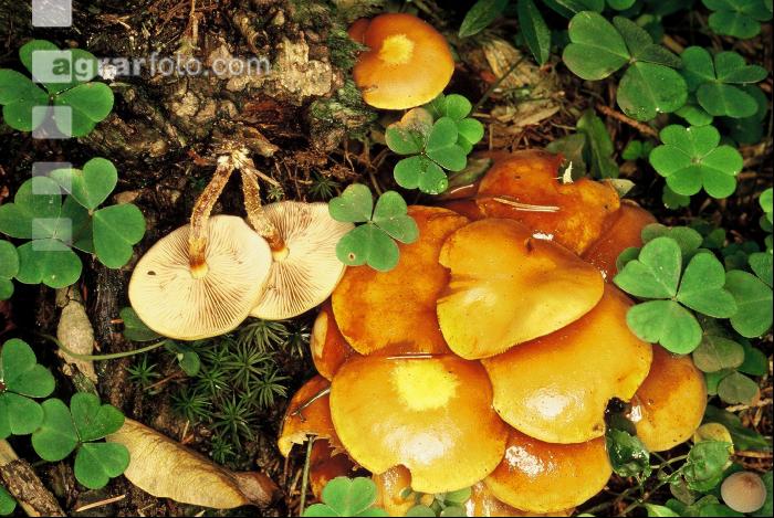 Stockschwämmchen
