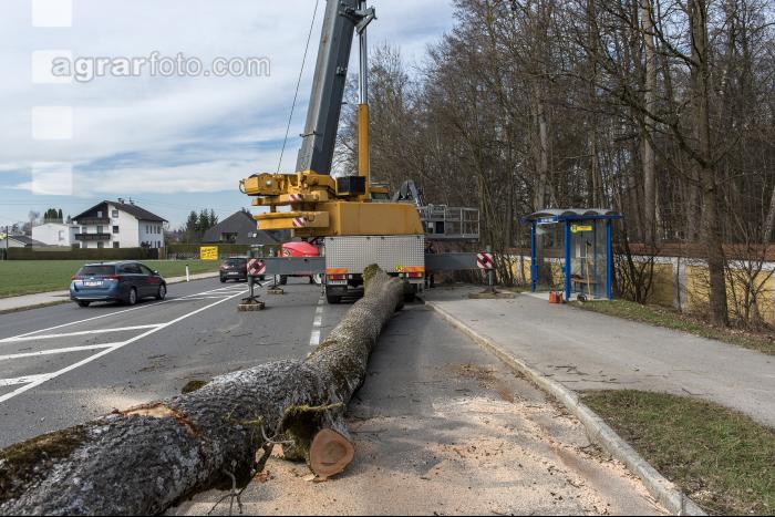 Spezialholzfällung 25