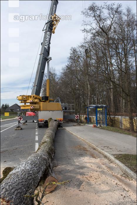 Spezialholzfällung 24