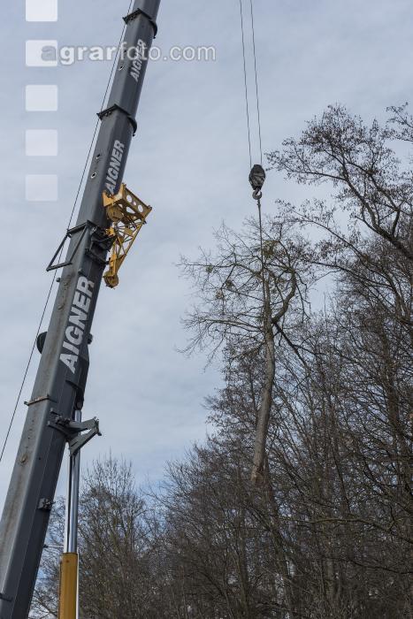 Spezialholzfällung 21