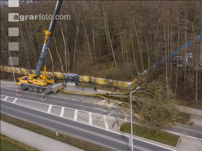 Spezialholzfällung 3