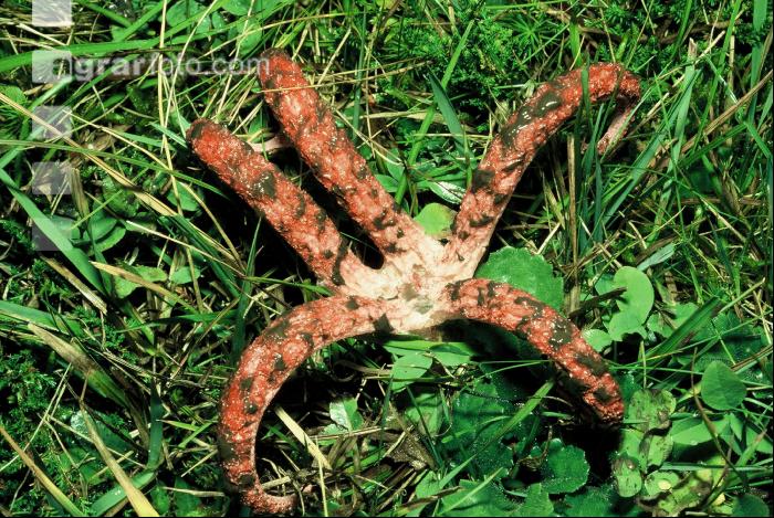 Tintenfischpilz 1